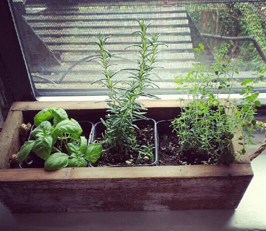 fresh herb garden