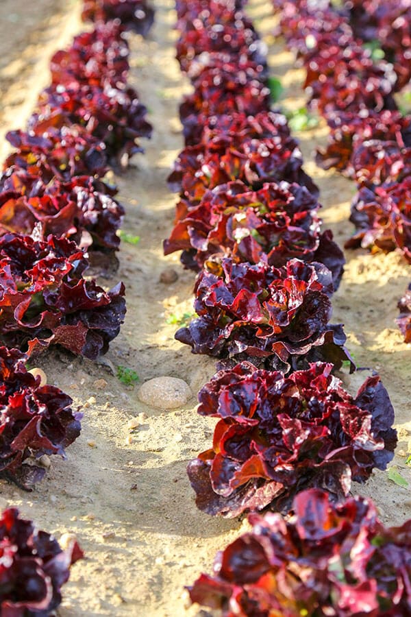 red-butterhead-lettuce-optm