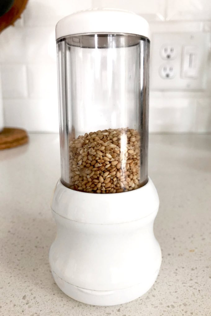 sesame seed grinder