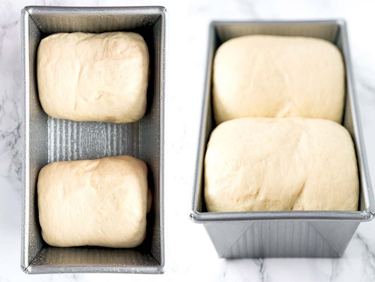 Japanese Milk Bread proofing