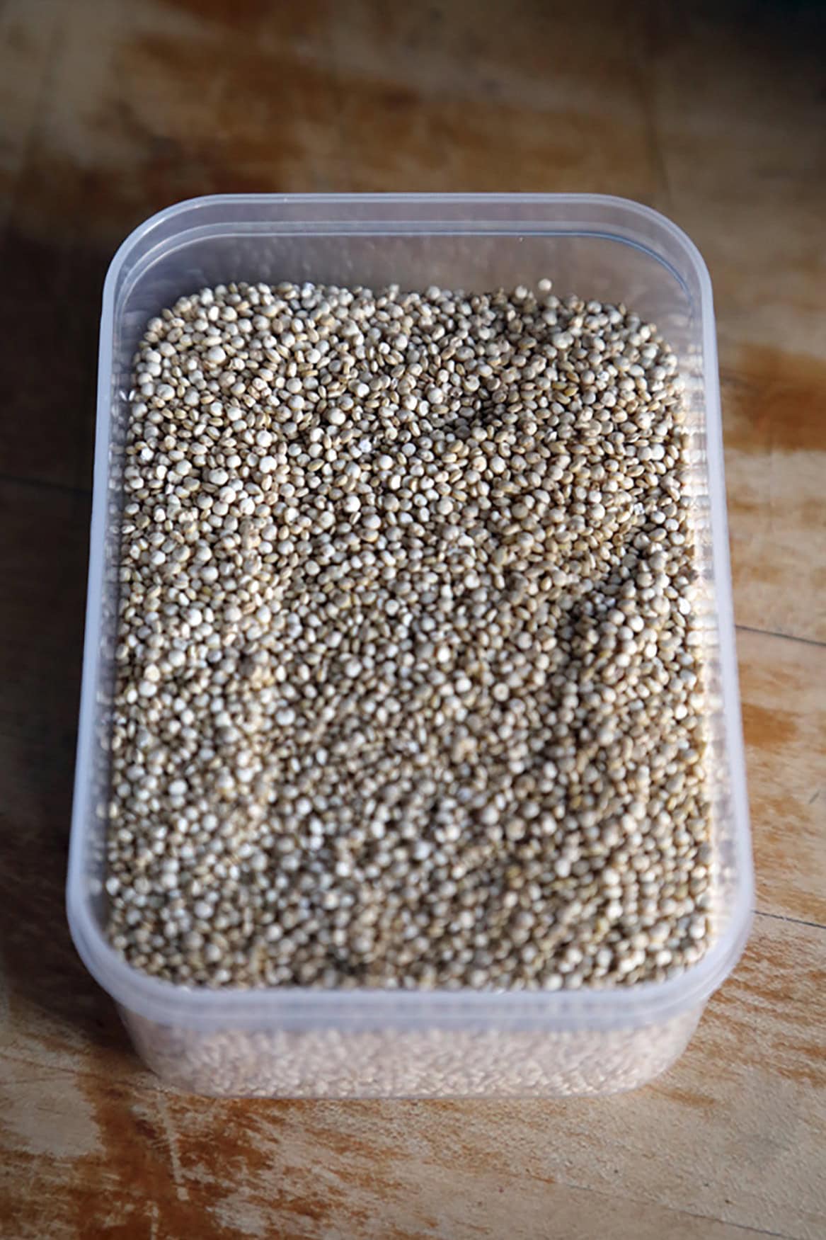 uncooked quinoa seeds